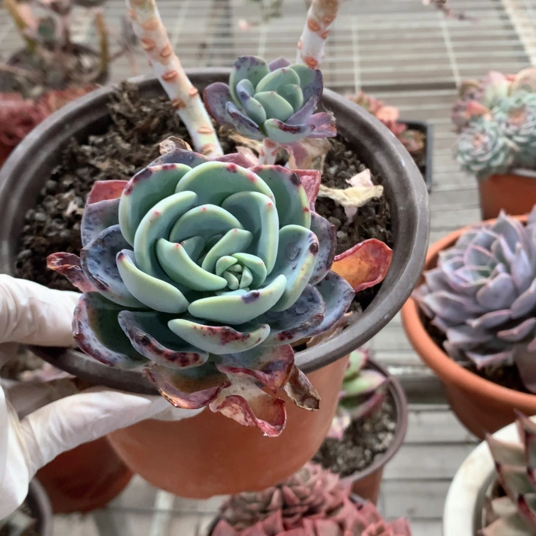 华*一物一拍多肉植物群生