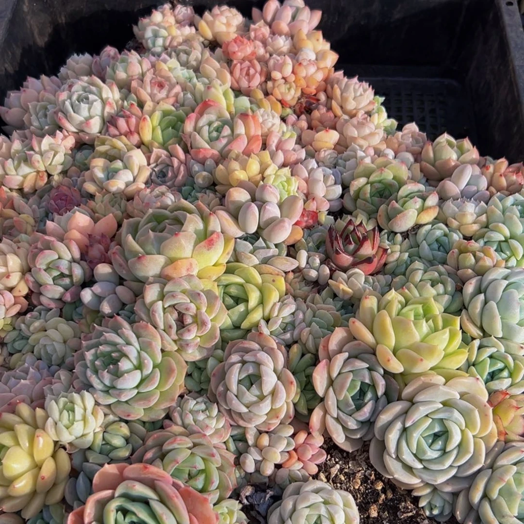 747多肉葡萄的味道真的