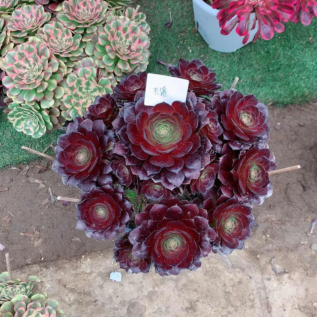 【闪购商品】咫****涯黑寡妇，多肉