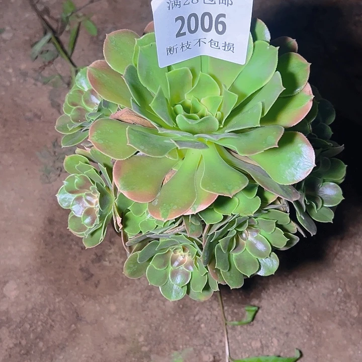 2006香妃多肉植物保护