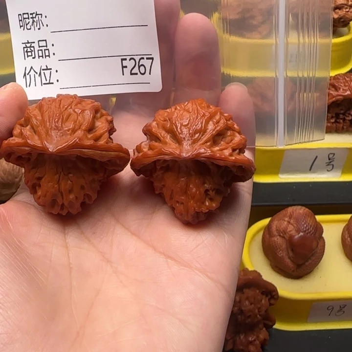 核桃抱子蛇抱子蛇38