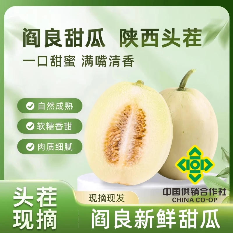 陕西阎良甜瓜5斤头茬小籽香瓜自然成熟软糯香甜新鲜水果B