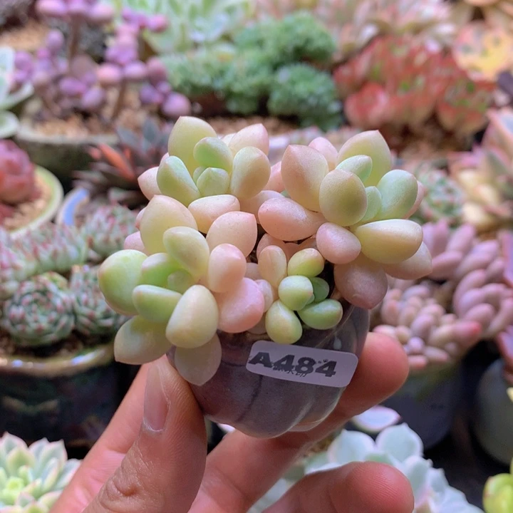 一物一拍含盆土满38包邮A484