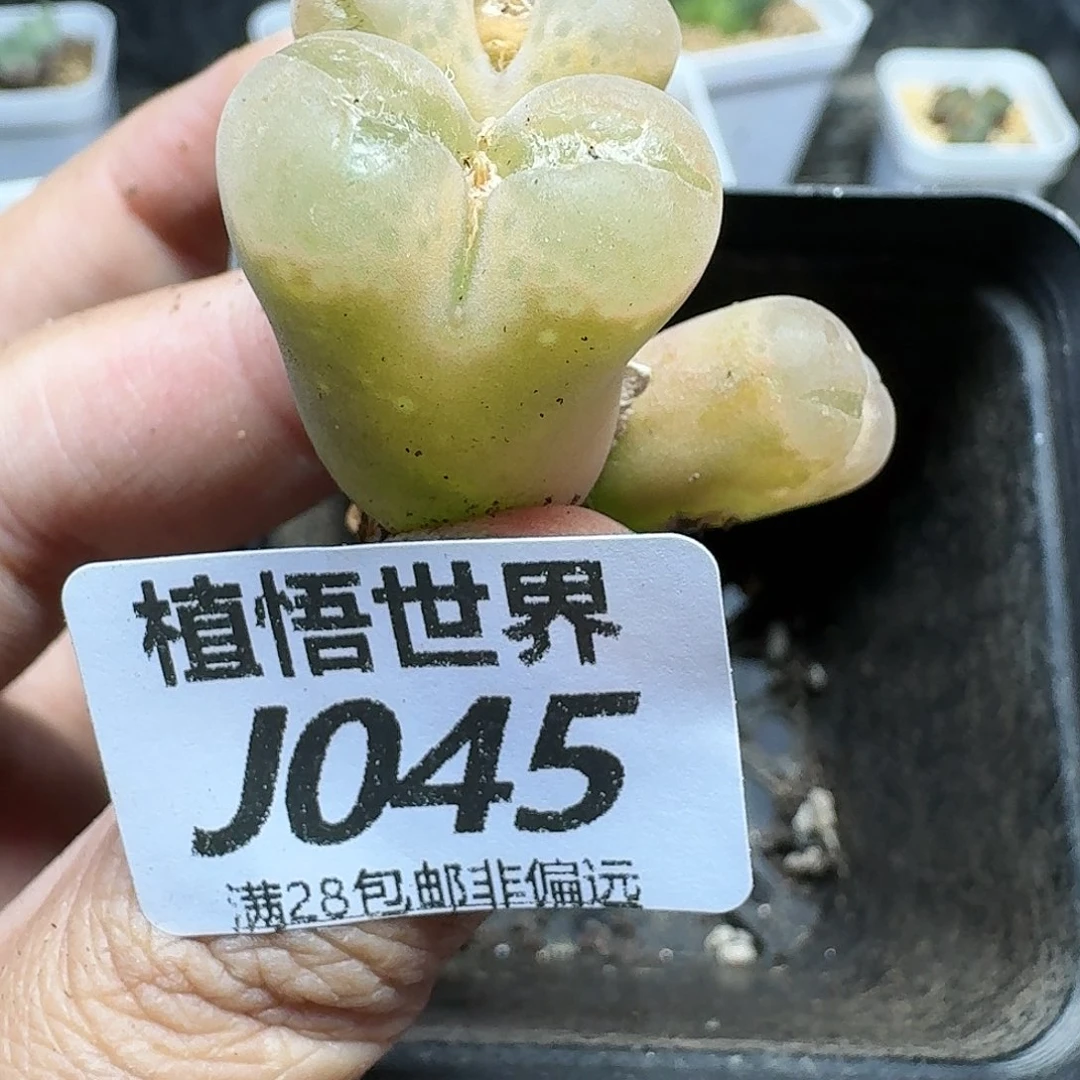 多肉植物的人生fgb