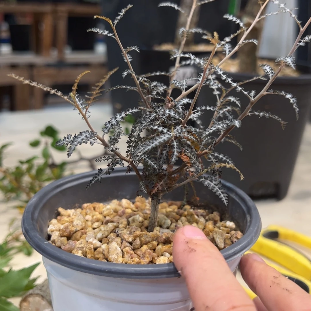 P***e385银锁带盆发货植物