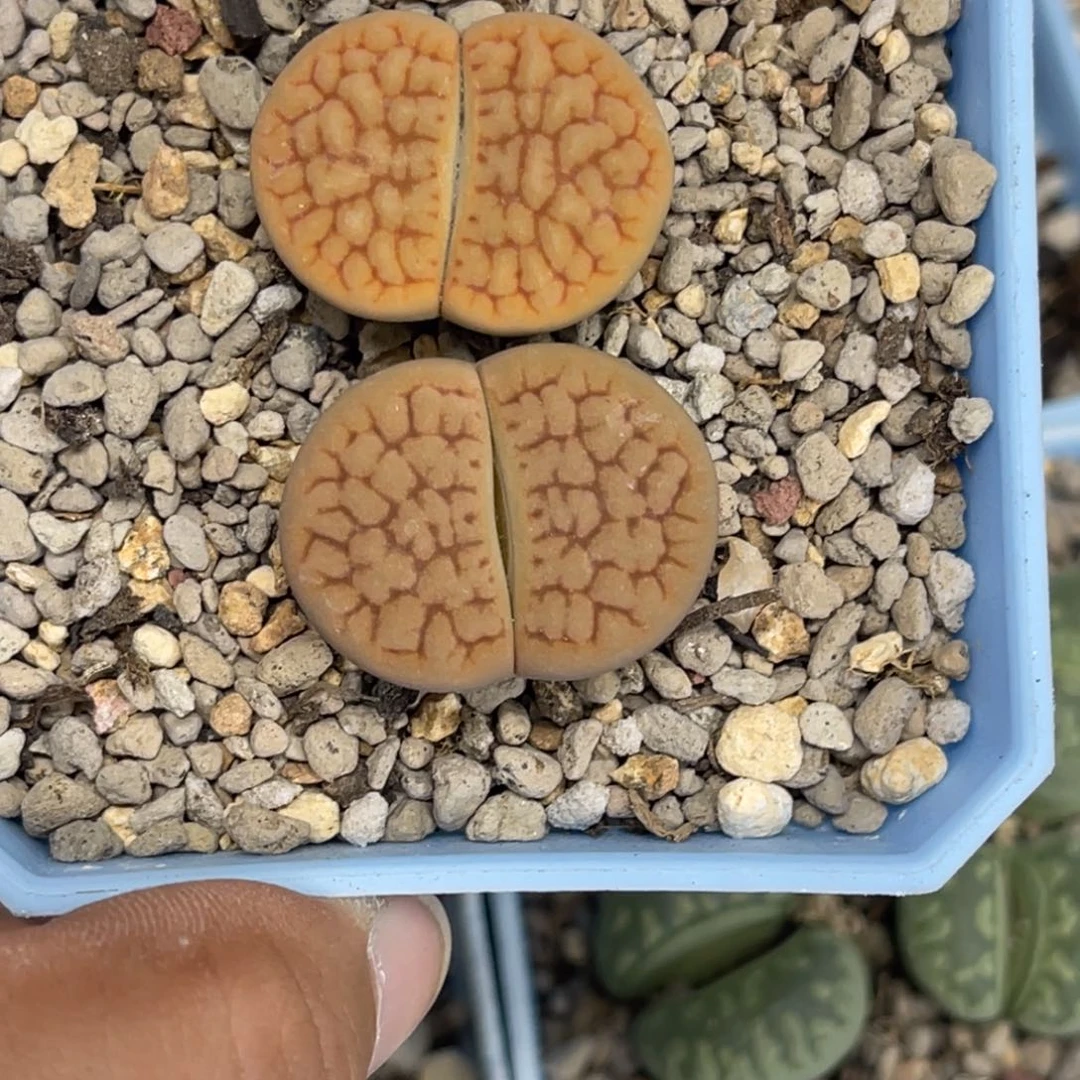 1679黄绿富贵2尺寸2.4