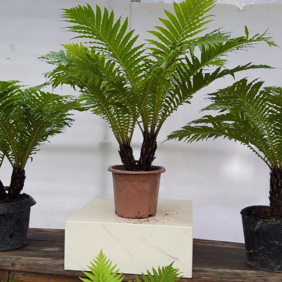 氩***氩不开花植物双他富贵蕨