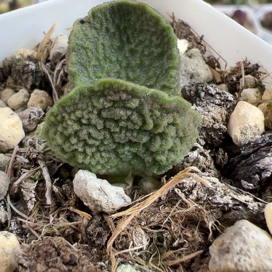 福利款实生新品多肉植物水泡