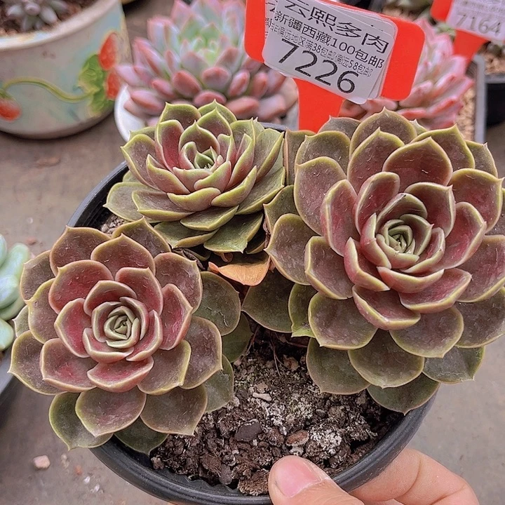 7226哥特玫瑰。