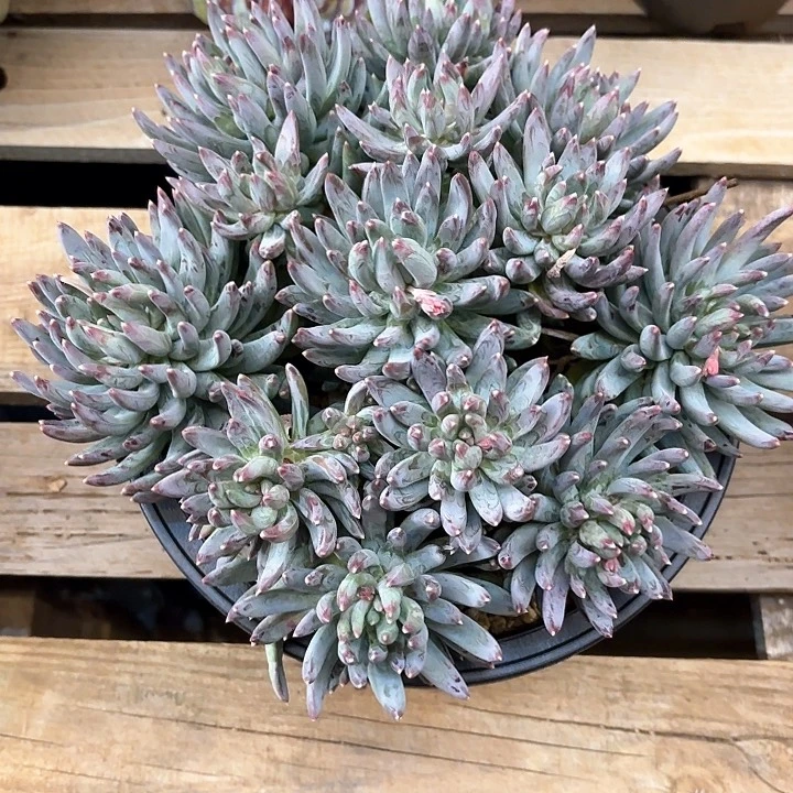 多肉植物，炫彩星