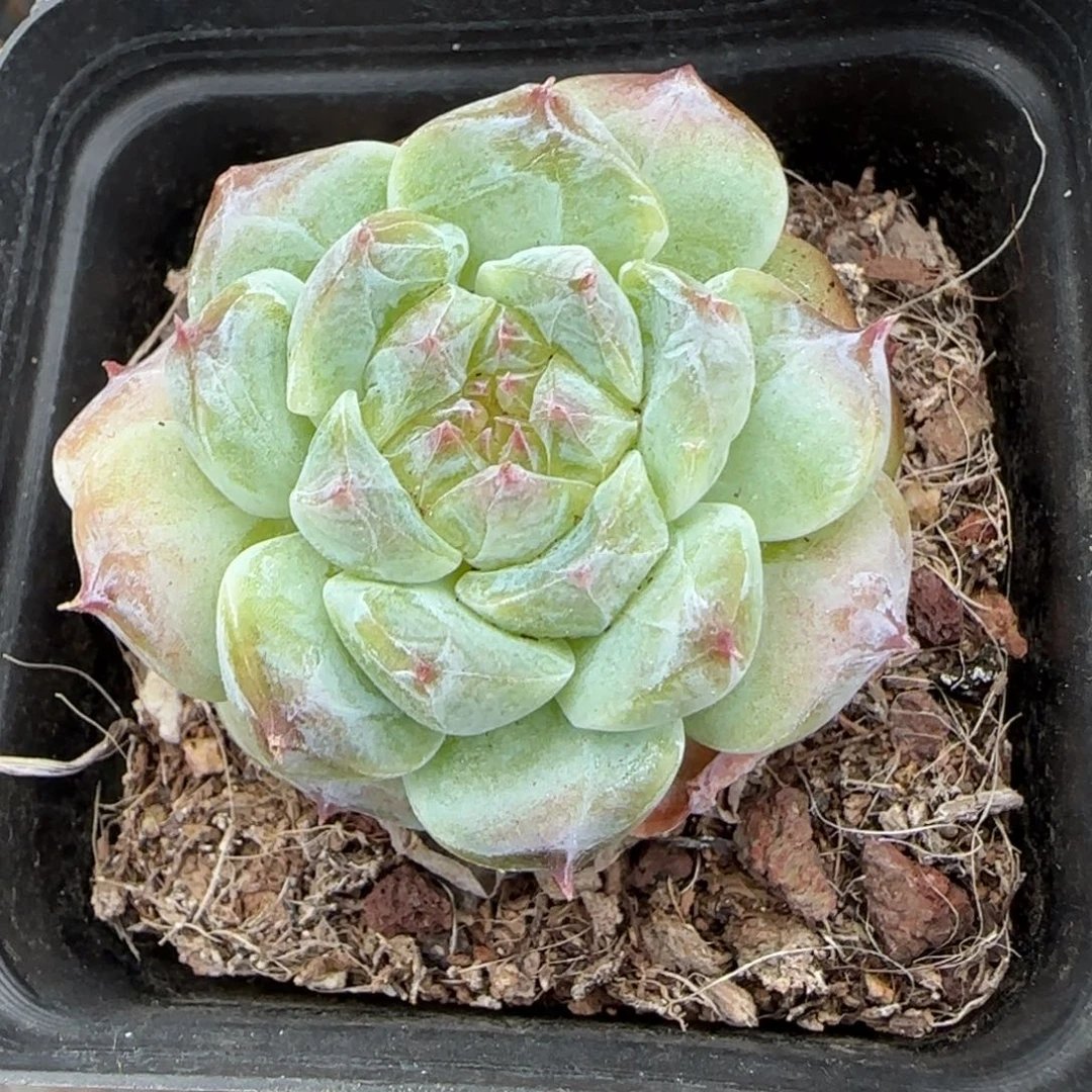 小卡拉米糖心一物一拍