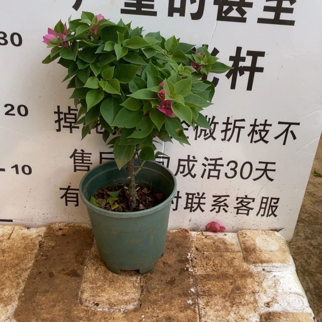 哆***梦大部分开放少量花苞1-7532