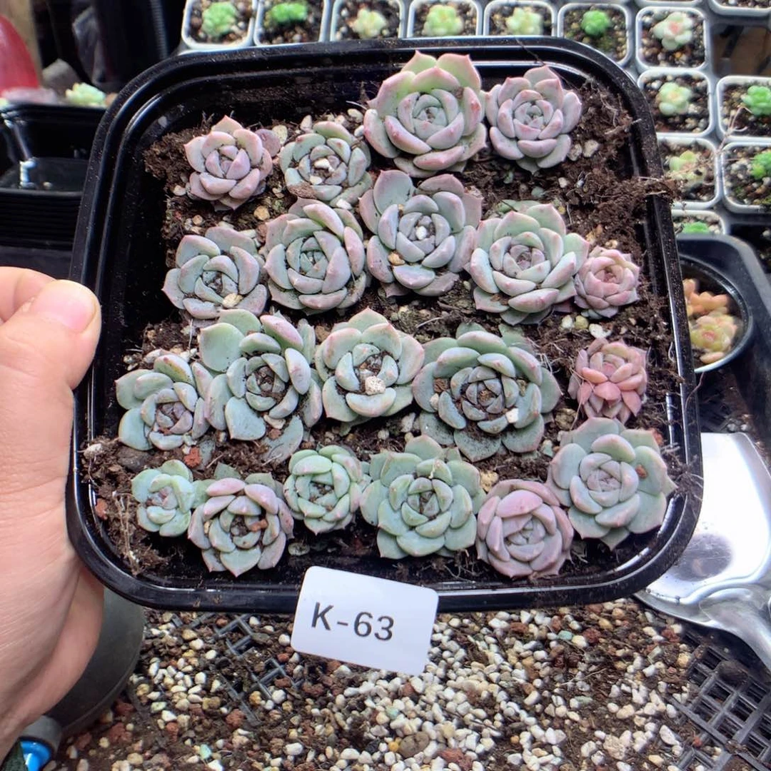 无花朵K63英语英语英语英语