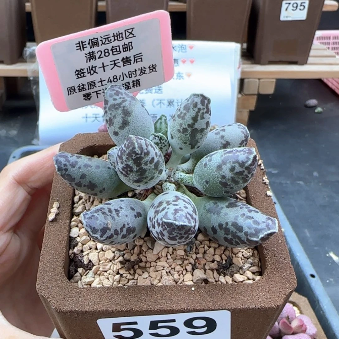 559特白肌海报多肉