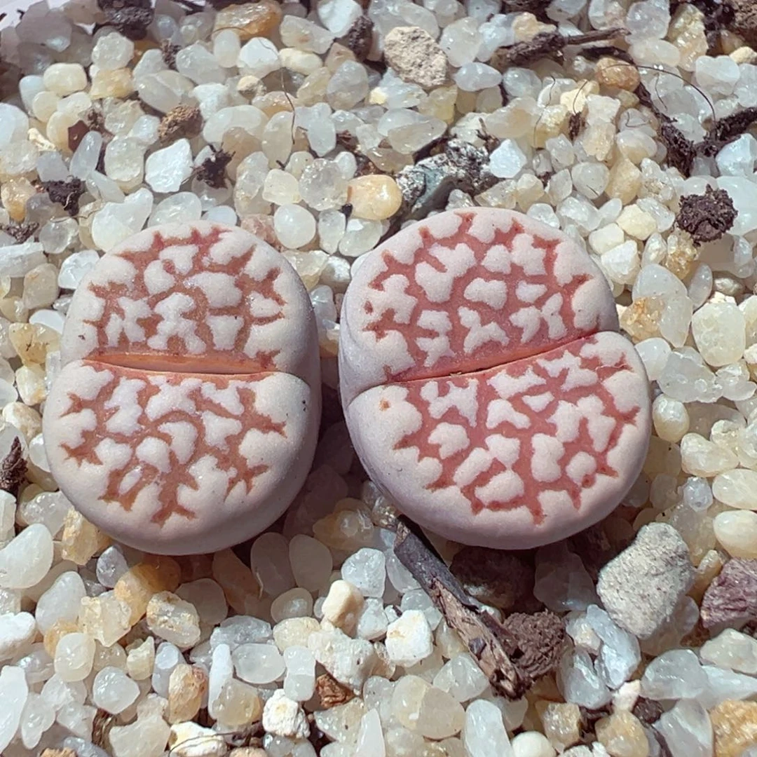 104-589多肉多日黄金线