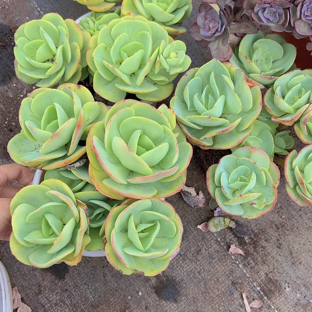 鸡蛋碧桃多头群生造型无砍