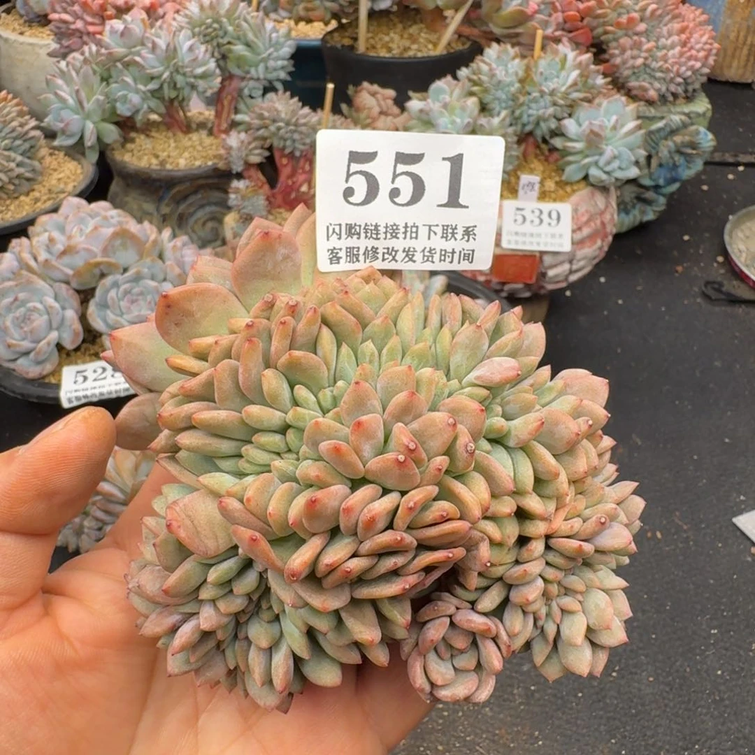 551凌雪缀微瑕12cm左右（满58包邮冷链）