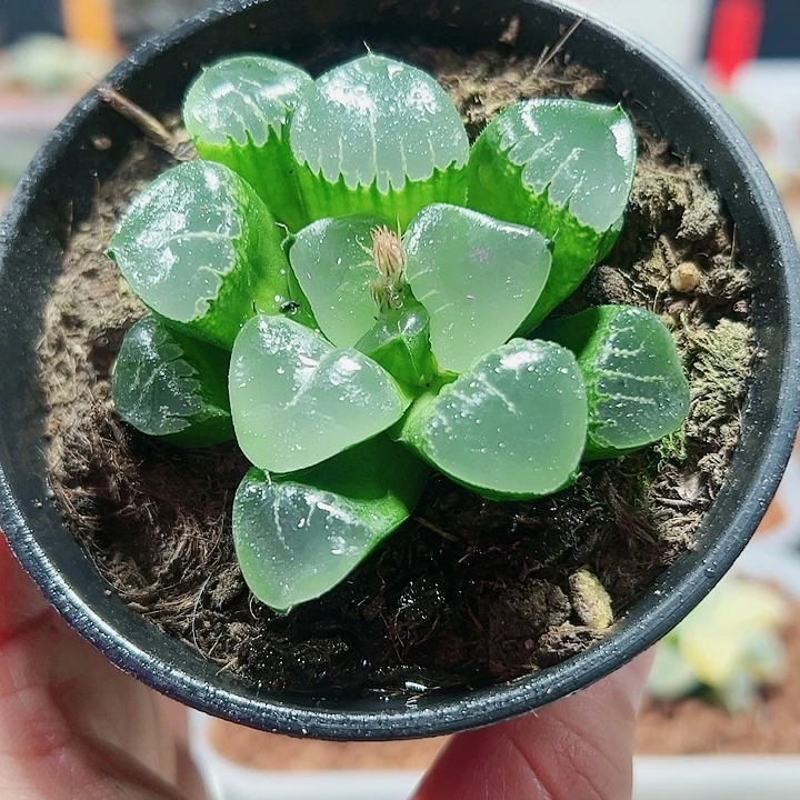十二卷多肉姬翠寿