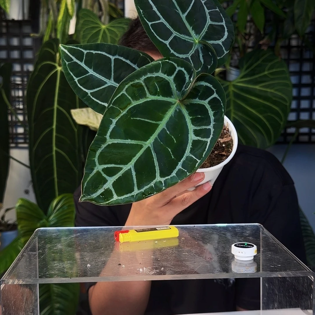 不开花植物E83大风车