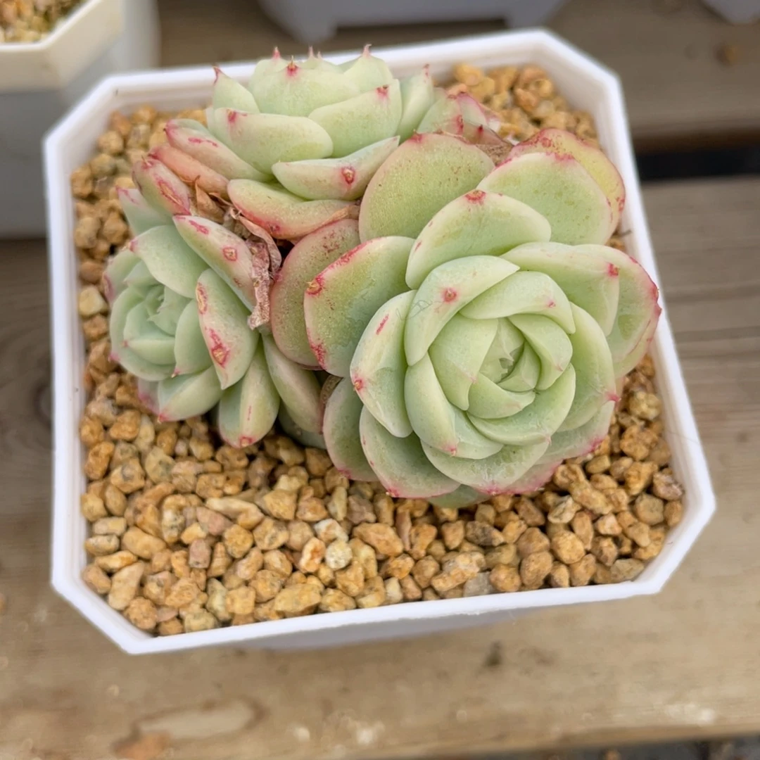 优选白芷珍妮多肉2583