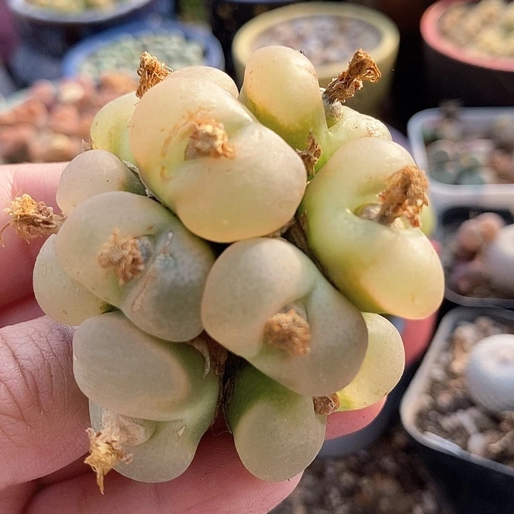 3571群生一颗