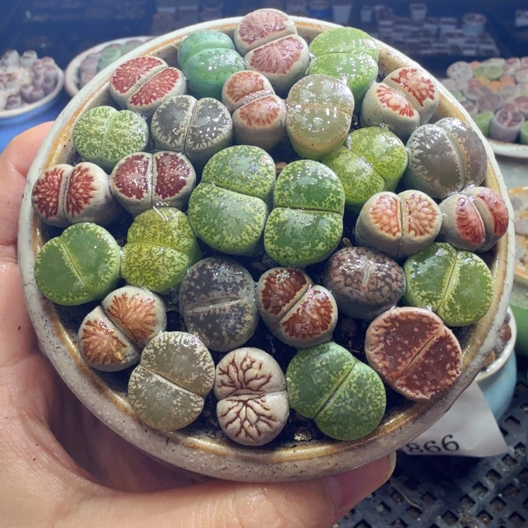 多肉植物福利冲冲冲893