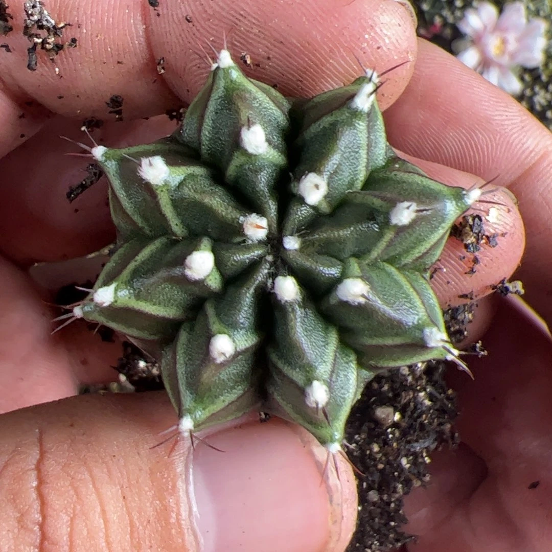 当前无花栽培后可以开花米哈一物一拍