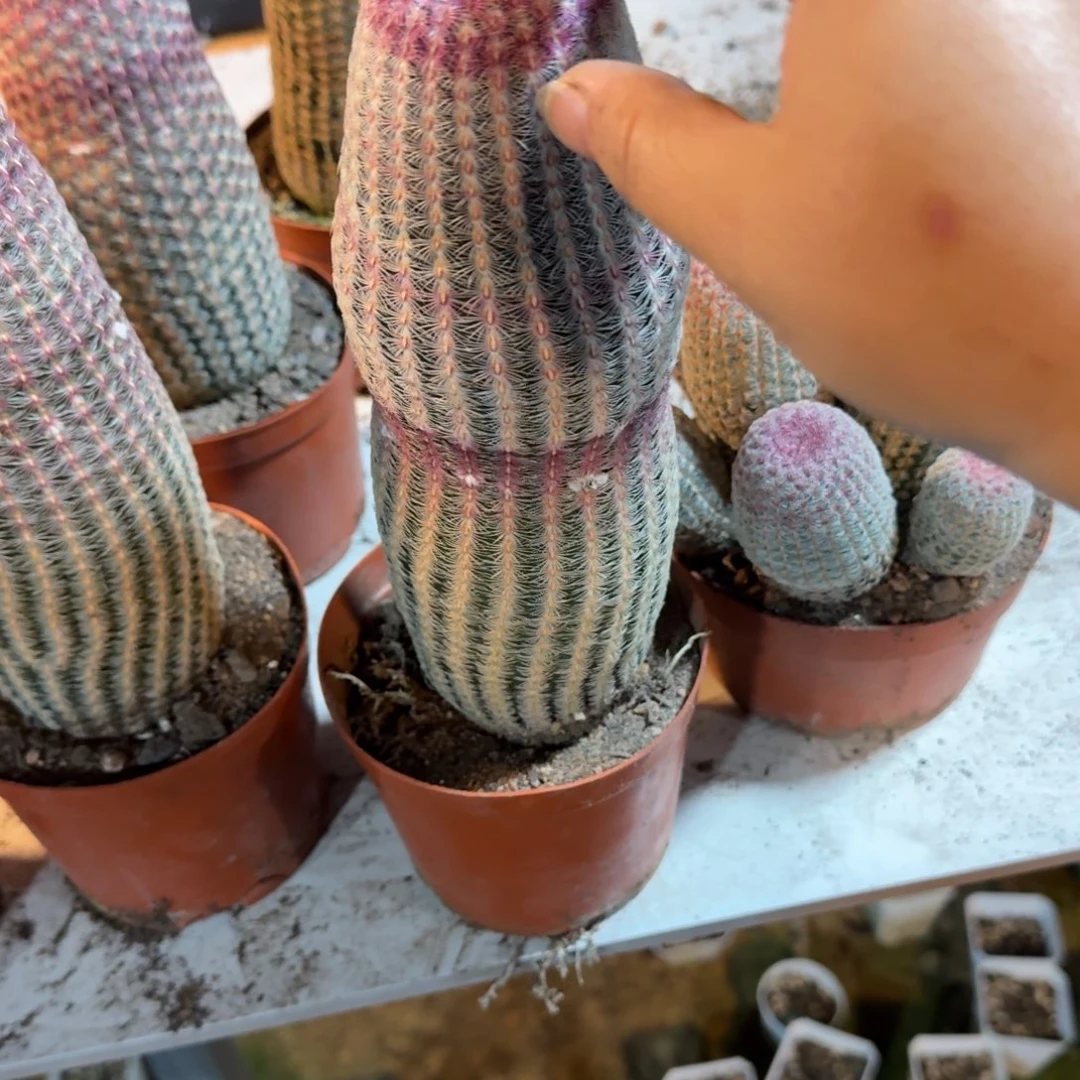 小****可口可乐了可口可乐