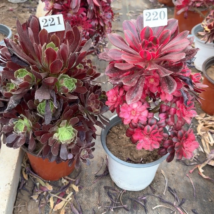 酒***。欧若拉组合法师221220