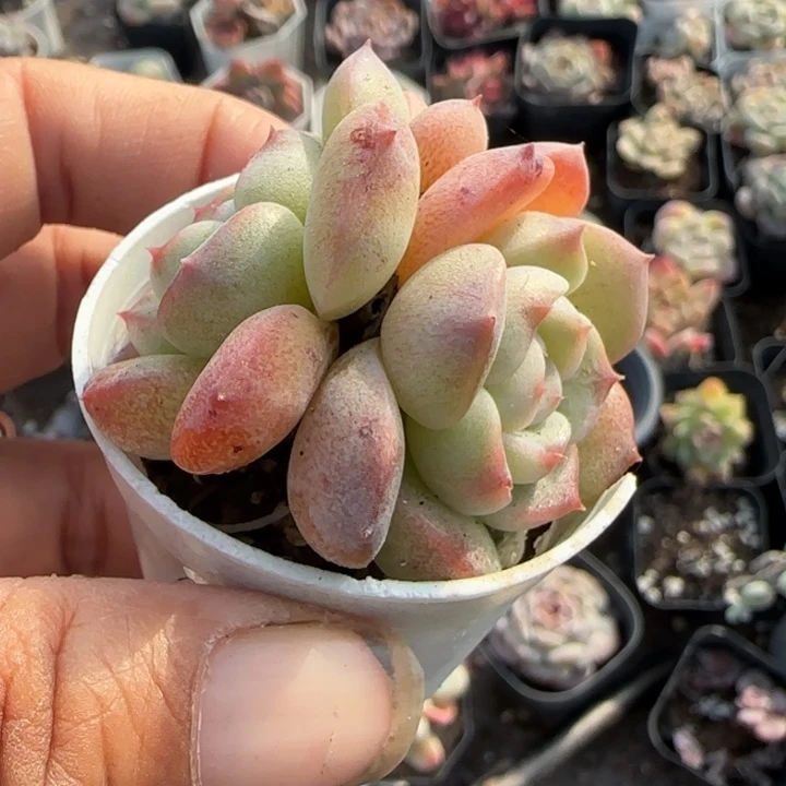 小卡拉米糖心一物一拍