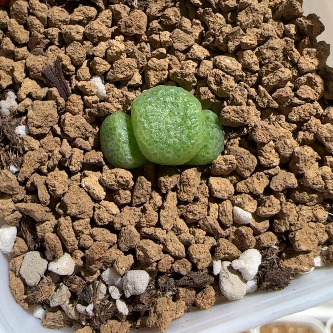 肉锥多肉植物组合-青团822