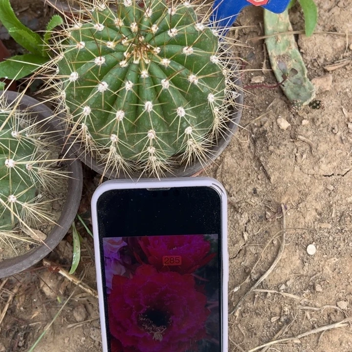 819，毛花柱285。。。