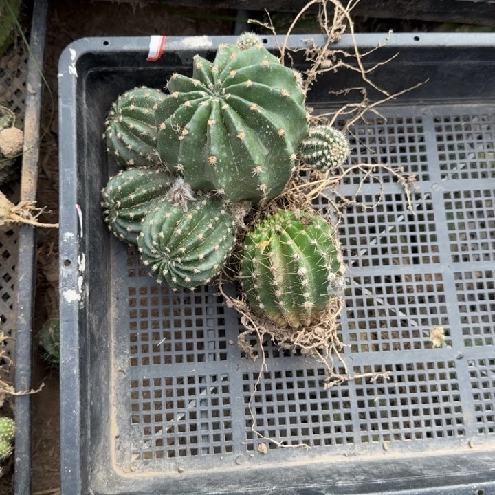 261彩草筐拍掉侧牙无售后斑
