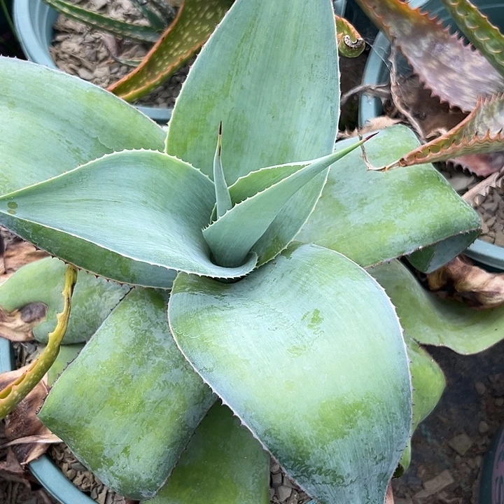 吉普赛拉346889999999