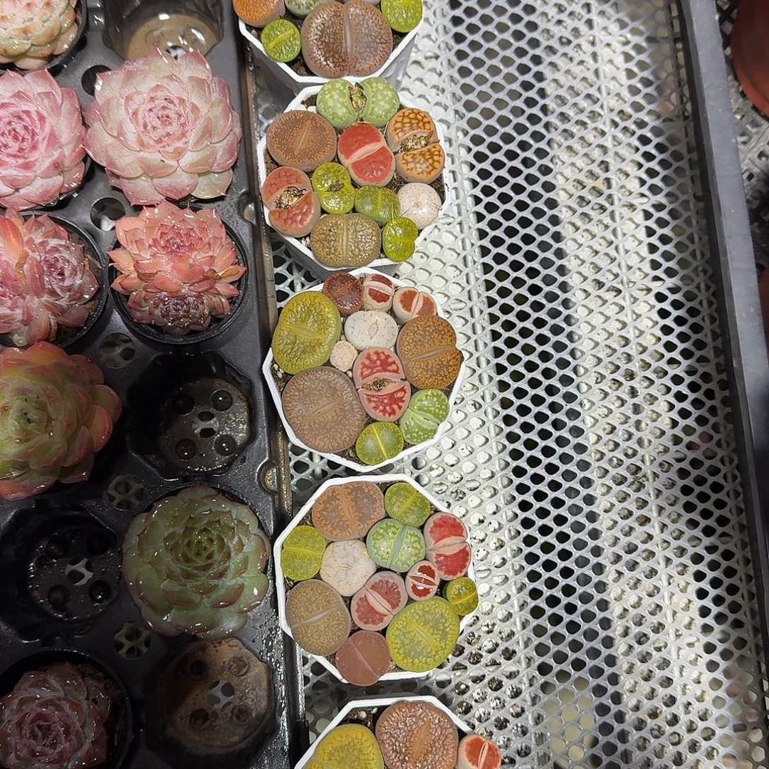 大号生实话多肉植物