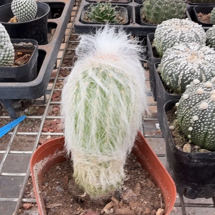 白毛老乐柱4仙人球