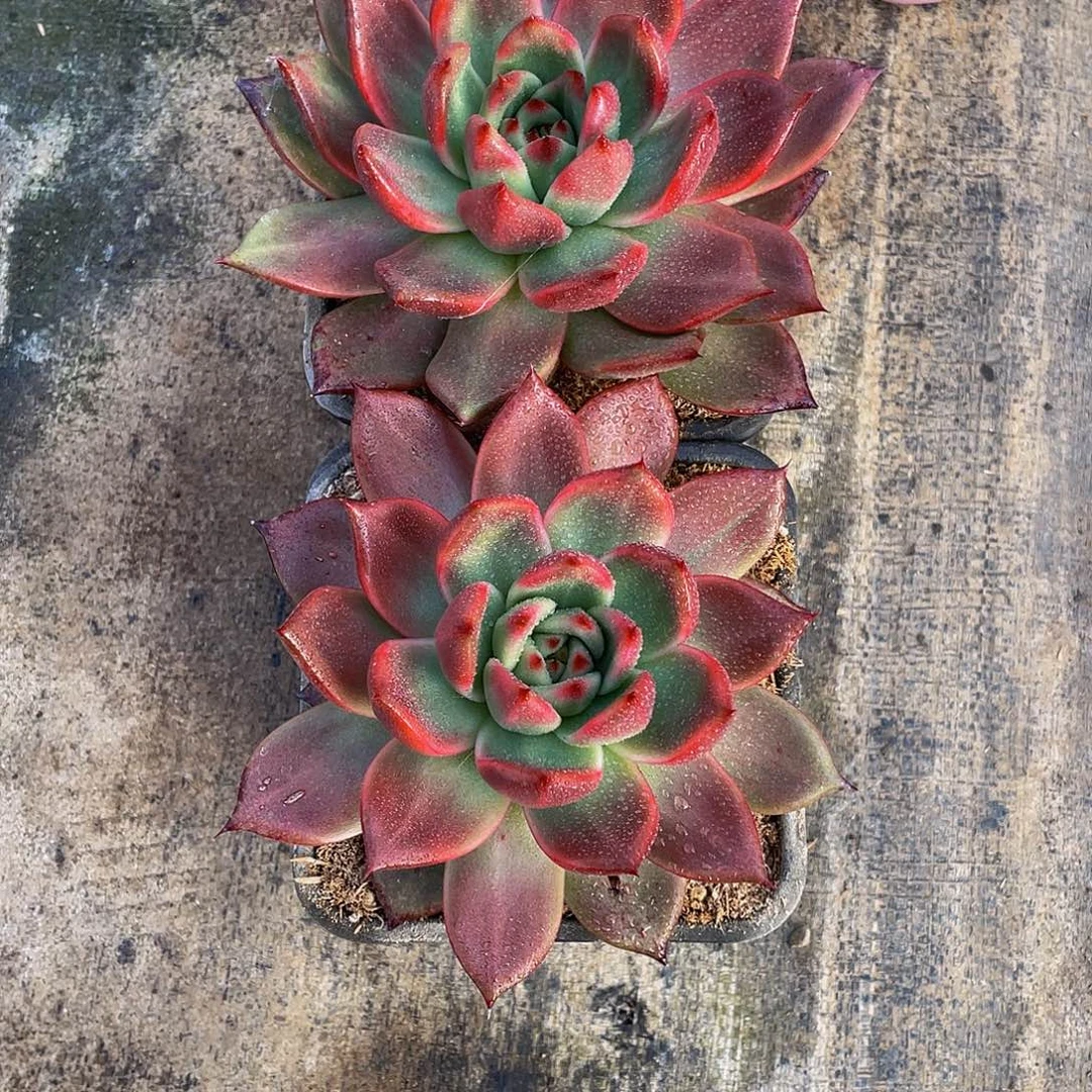 北***狼阿姆斯壮多肉植物2颗