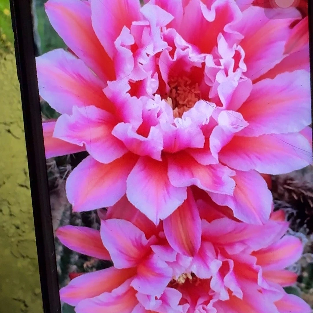 城堡根冠服5公分以上毛花柱