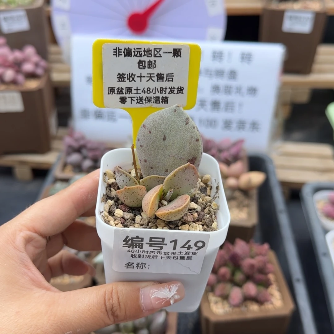 149银波粉蛋多肉植物