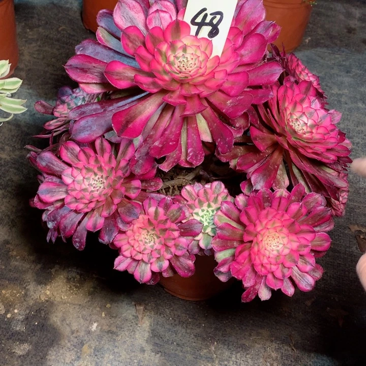 48红铜白多肉一物一拍～