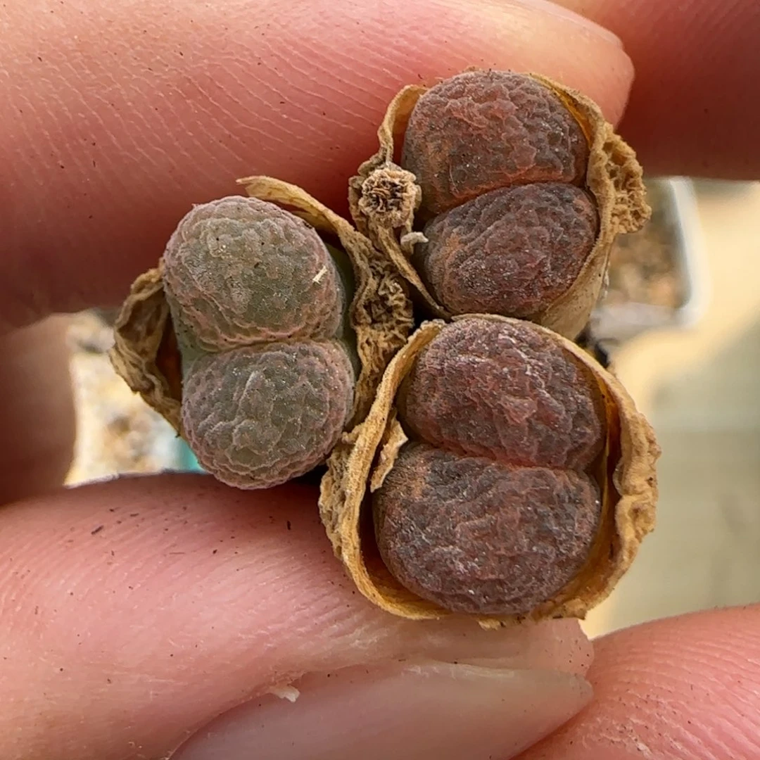 6.17。。。德系风铃x2。。。2007