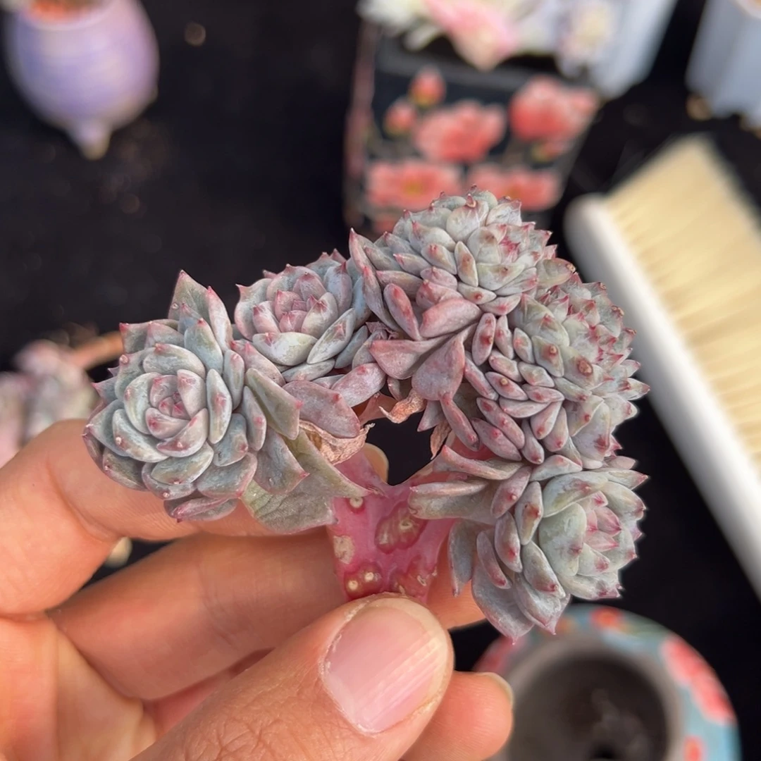 新年快乐 新年快乐