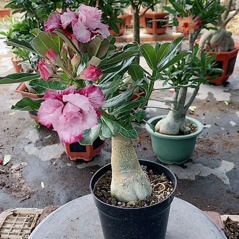 【闪购商品】无花朵冷*柔