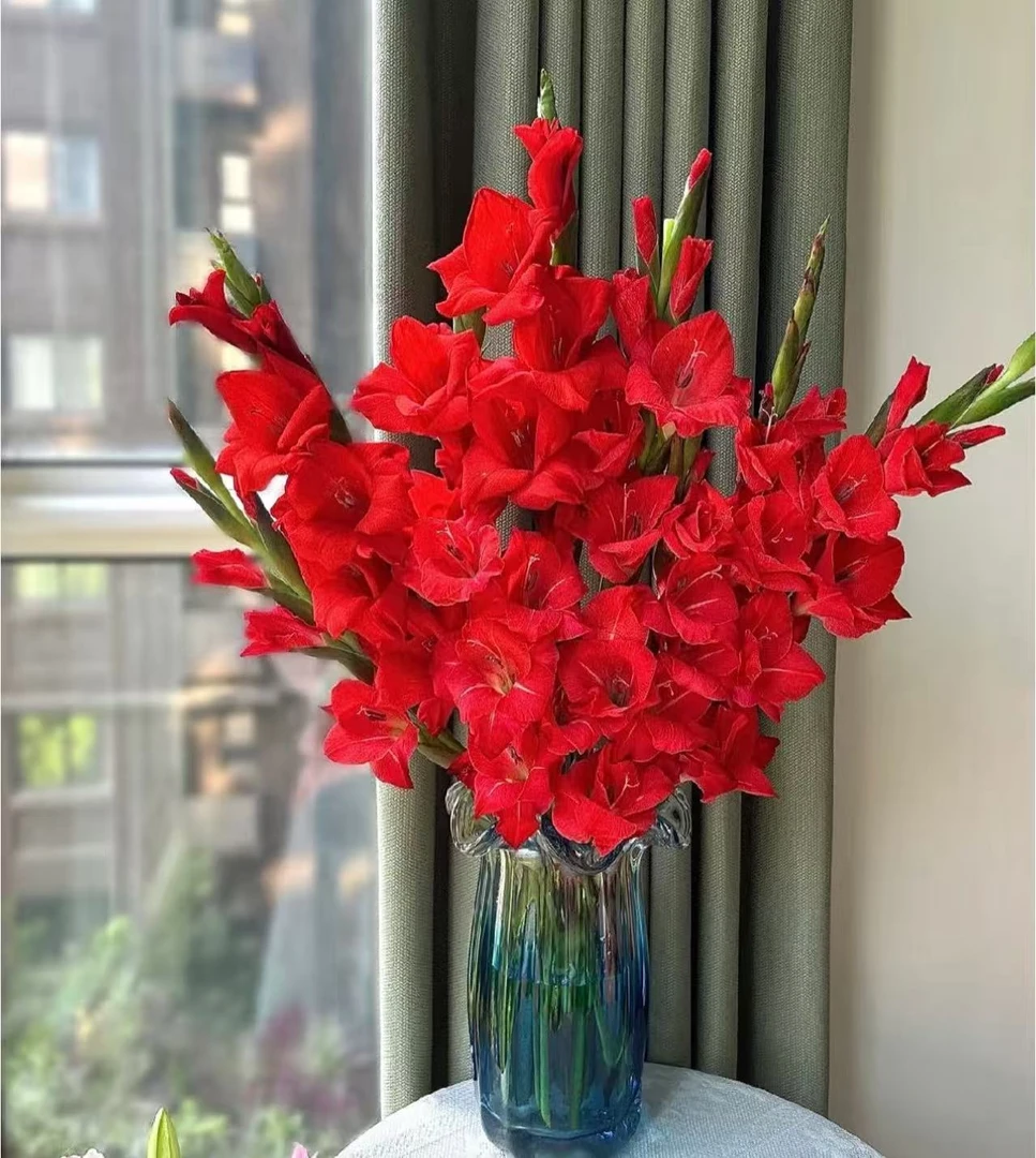 【红色剑兰】云南优选鲜切花昆明基地直发家用插花节日