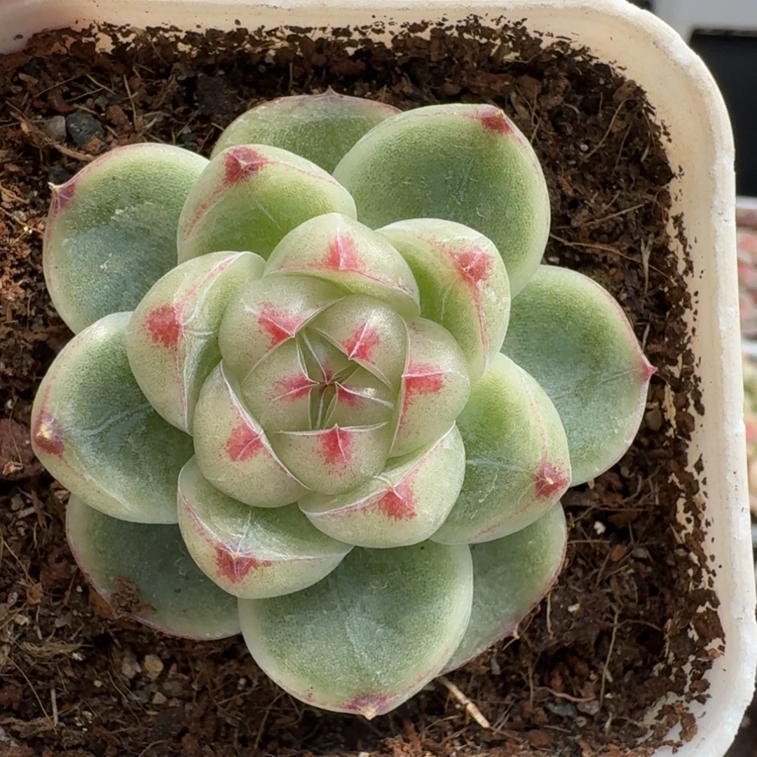 一物一拍一物一拍1107-257