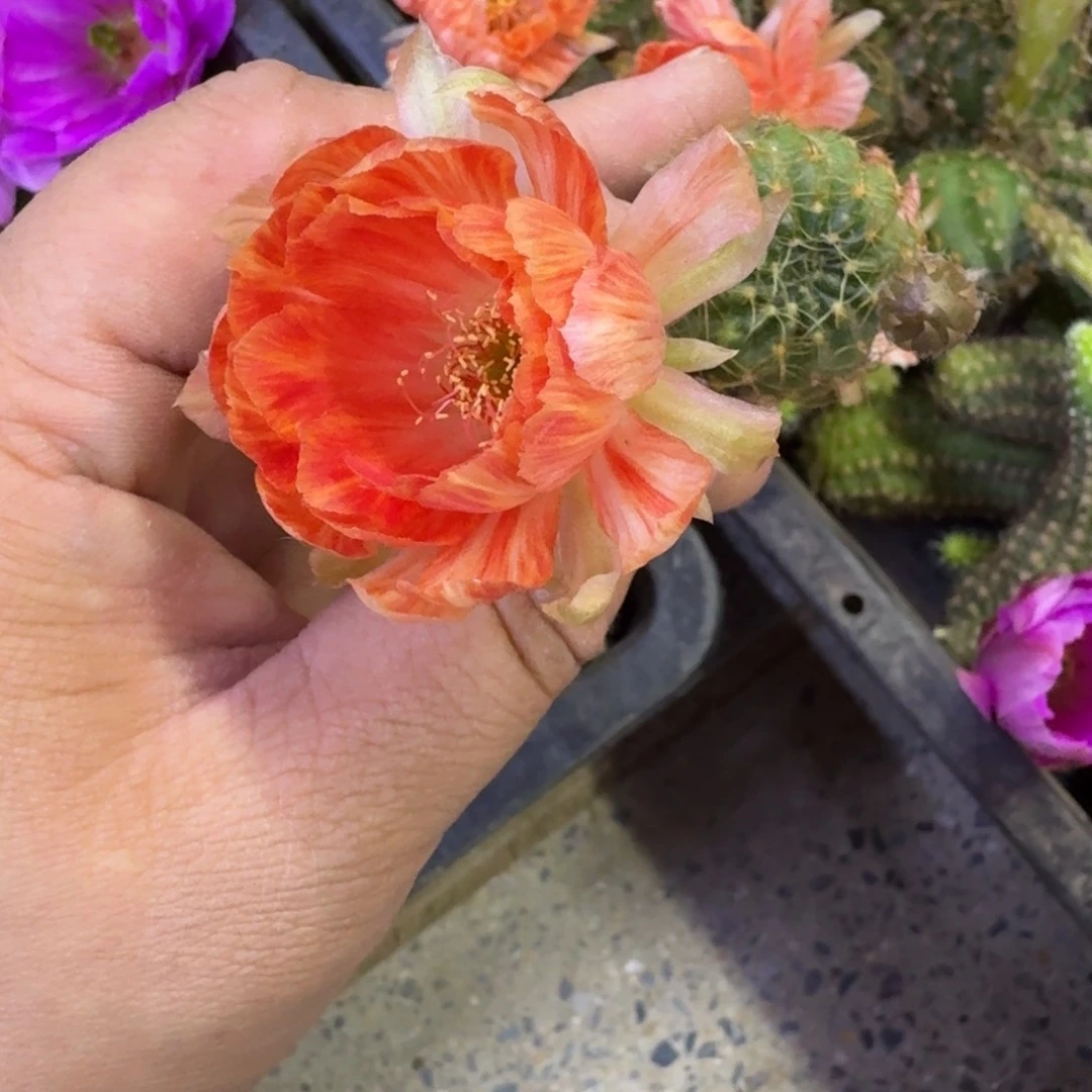 338丽花21柠檬香歪无根侧牙3公分左右，20包邮