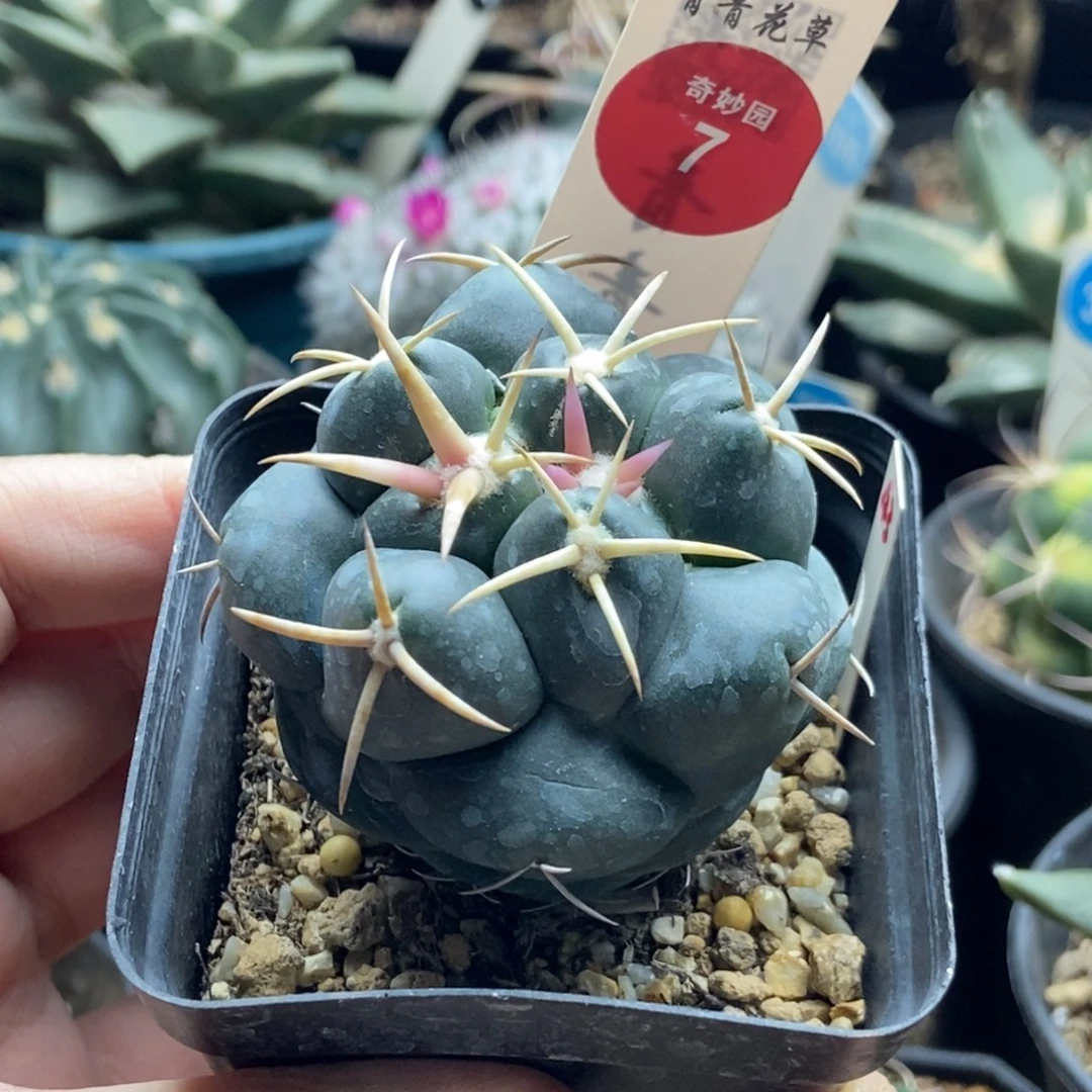 实生豪刺安宅象牙5.7cm