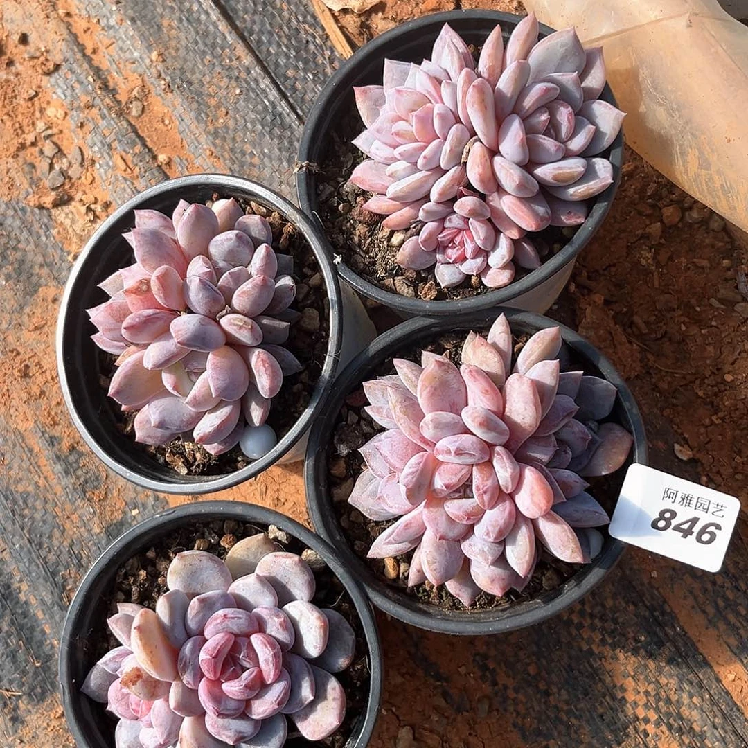 阿雅园艺。         846