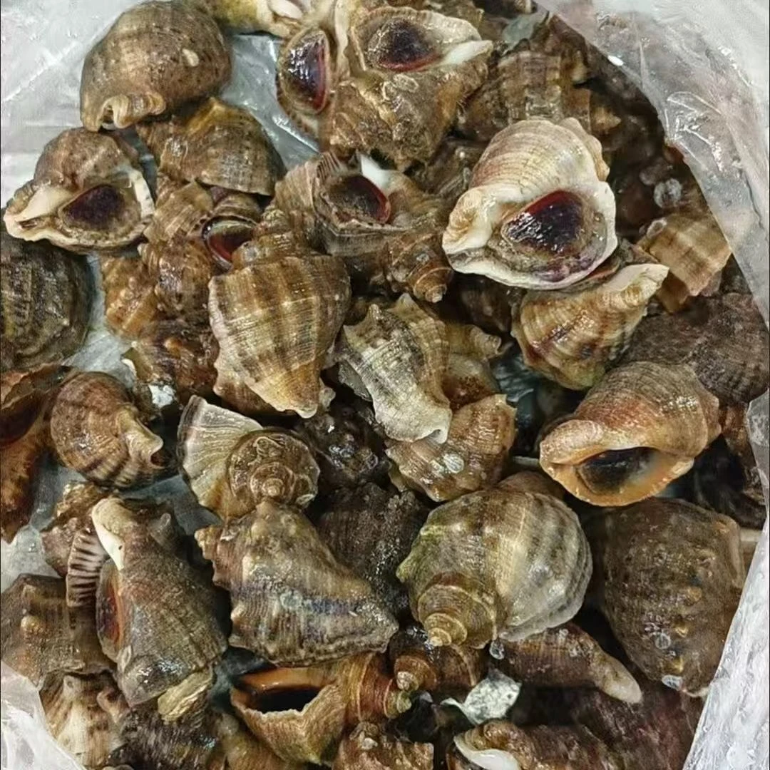 连云港发货 特小海螺包活（一斤30只左右） 净重4斤装