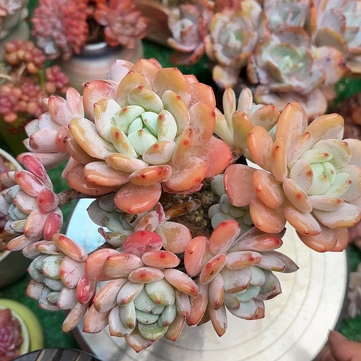 冷香一颗 一物一拍